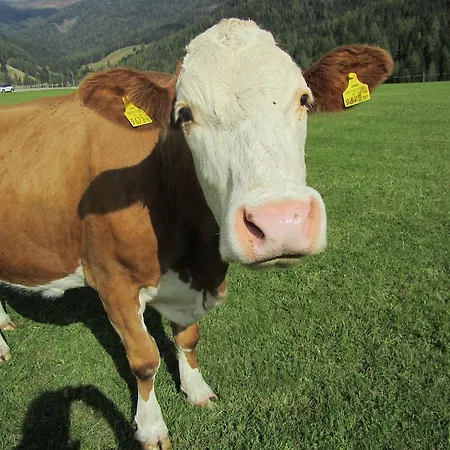 Der Hoferbauer Bad Kleinkirchheim